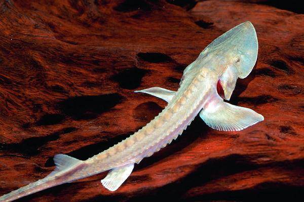 Ихтиолог сообщил о полном вымирании ещё одного вида пресноводных рыб