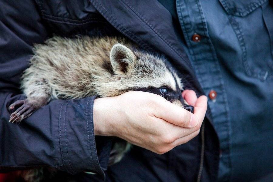 Число контактных зоопарков в России сократилось за январские праздники
