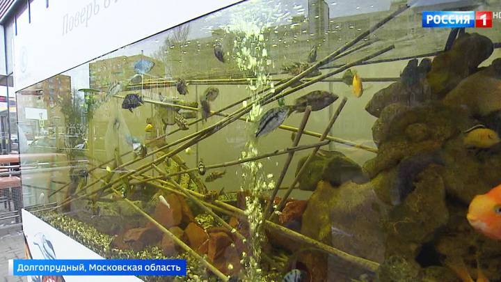 Аквариум на морозе: жители Долгопрудного возмущены "камерой пыток" для рыб