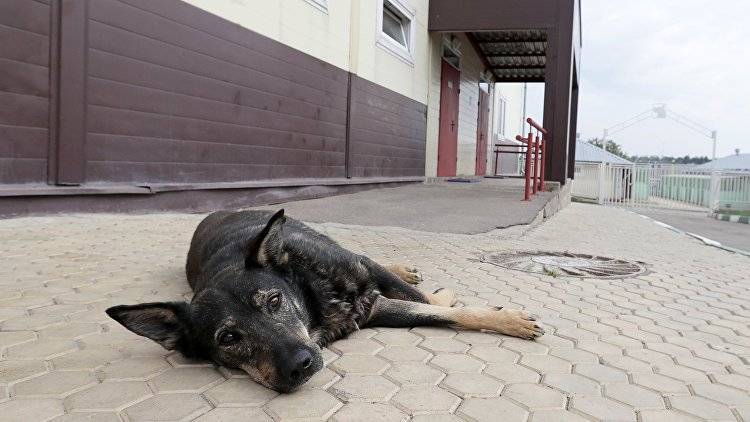 В ГД призвали уволить чиновников в Крыму из-за приюта для животных