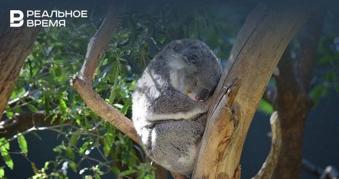 Из-за пожаров в Австралии коалы могут оказаться под угрозой исчезновения