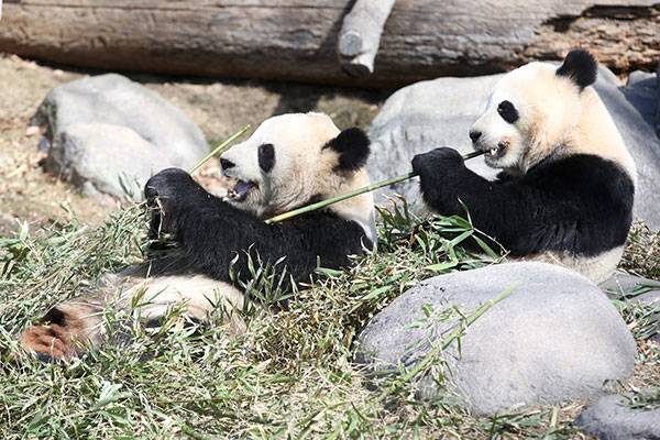 В Китай прибыли родившиеся в Канаде панды-близнецы
