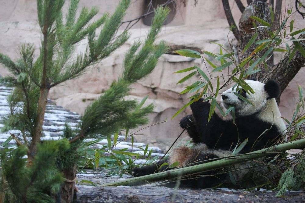 Панда в Московском зоопарке упала с елки
