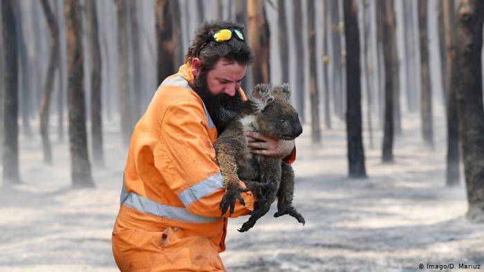 Из-за пожаров в Австралии коал могут внести в список исчезающих видов