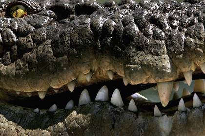 Притаившийся крокодил съел половину спасенной подростком черепахи