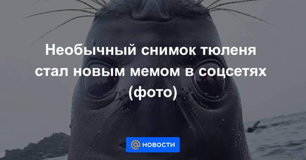 Необычный снимок тюленя стал новым мемом в соцсетях (фото)