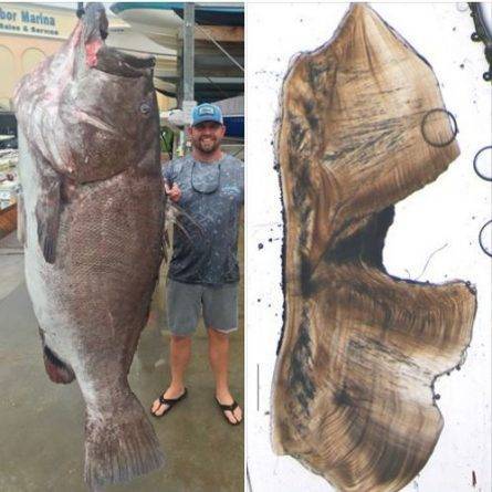 Рыбак из Флориды поймал гигантскую 350-фунтовую рыбу, впечатлив биологов