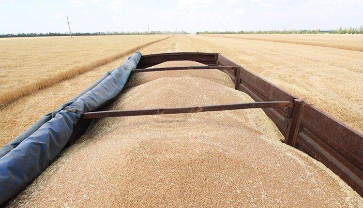 Минсельхоз уведомил о подготовке проекта о временном ограничении экспорта зерна