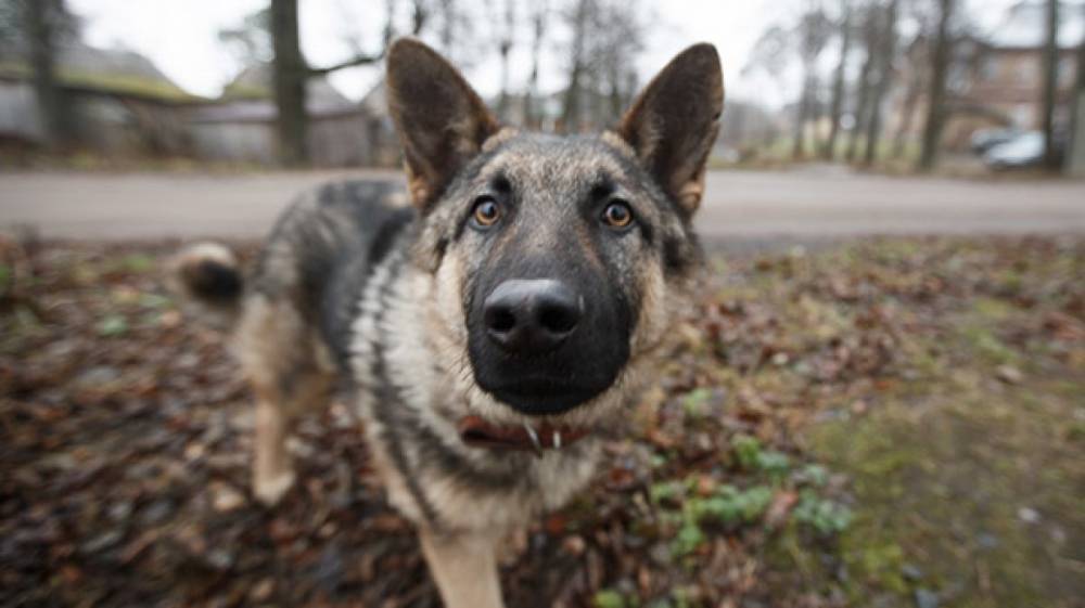 Служебная собака Трамонтана потеряла след грабителя скупки на проспекте Славы