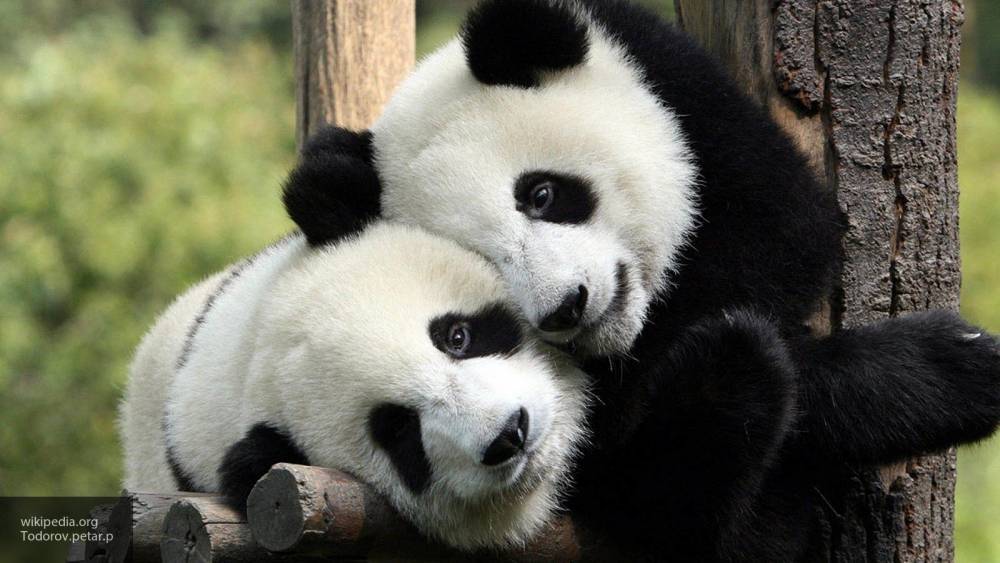 Московский зоопарк стал победителем международной панда-премии