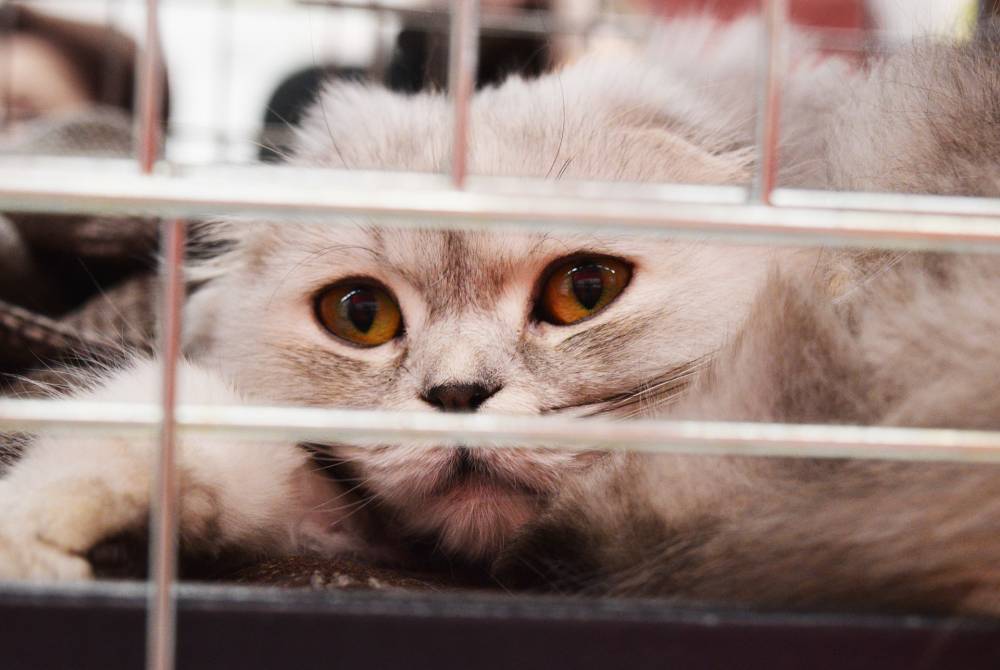 Минтранс не упростит правила перевозки животных после курьеза с толстым котом