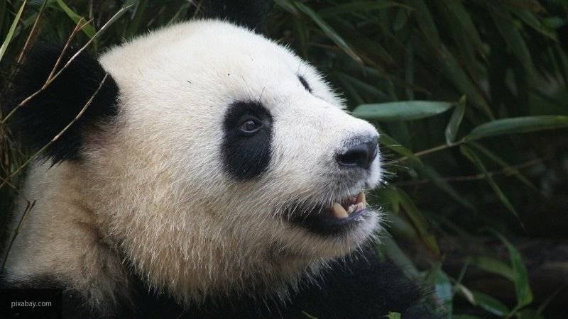Московский зоопарк удостоился трех наград на международной панда-премии