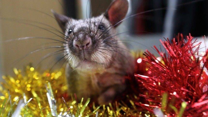 «Подарок к году крысы»: в Екатеринбурге открыли центр для выброшенных грызунов