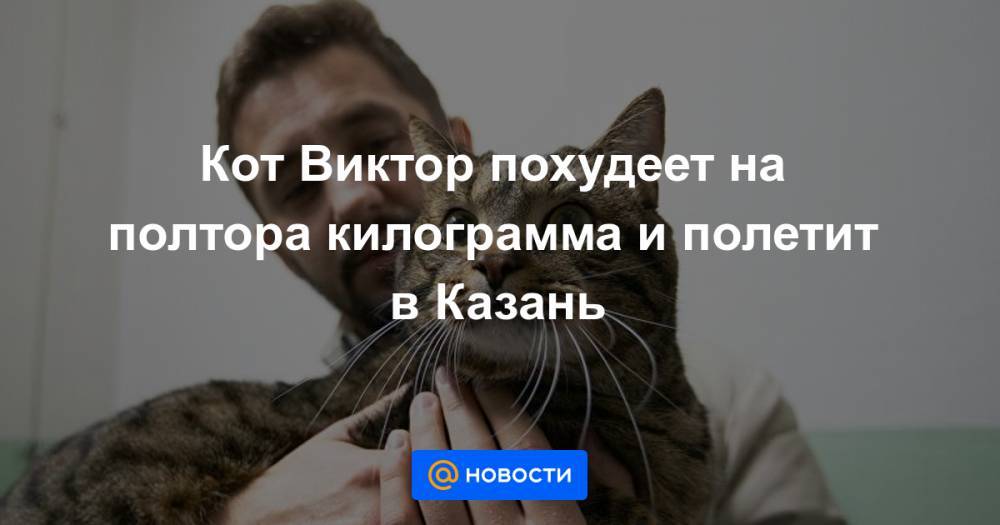 Кот Виктор похудеет на полтора килограмма и полетит в Казань