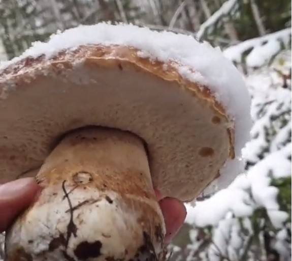 Москвичи собрали корзину белых грибов в Солнечногорском районе