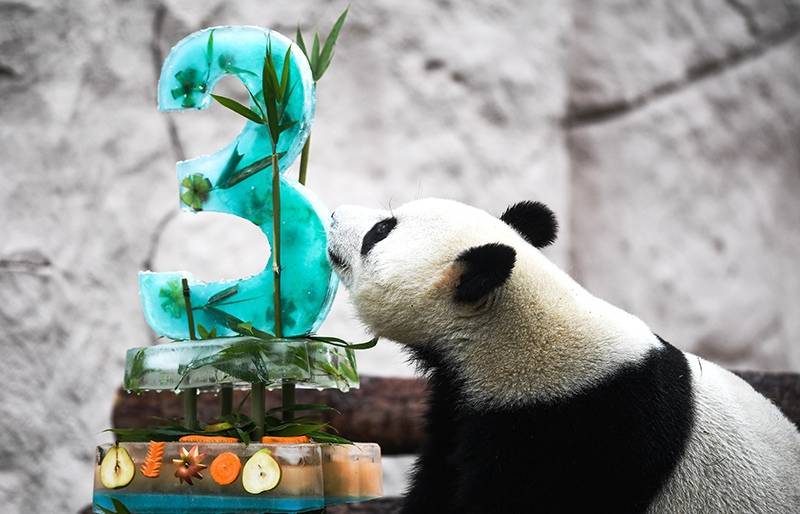 Московский зоопарк получил три награды панда-премии