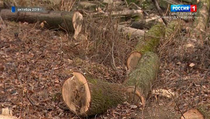 Прокуратура: вырубка вековых деревьев в Усть-Ижоре была незаконной