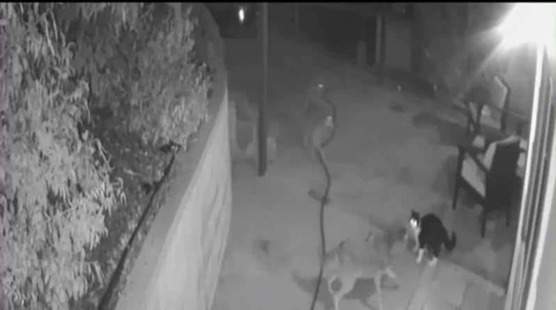 Кот Макс в одиночку отогнал 3 койотов от дома семьи, и их напряженное противостояние попало на видео