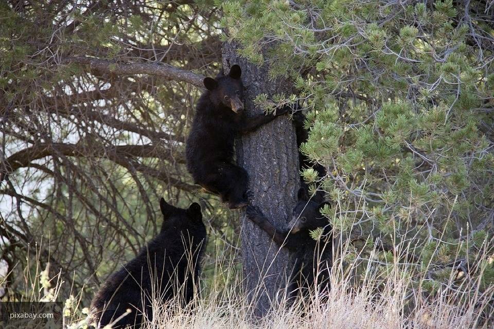 В Карелии зоозащитники спасли двух медвежат