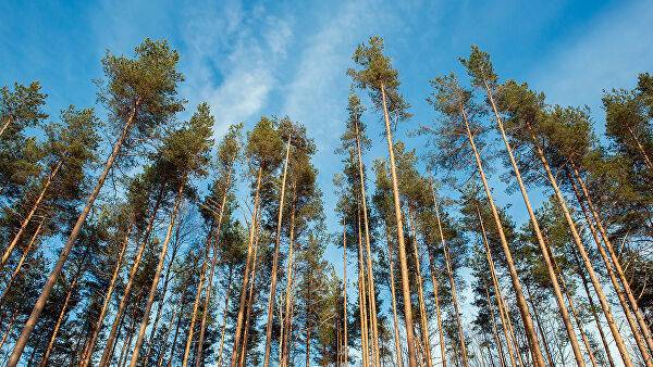 Генетики придумали, как спасти леса от глобальных изменений климата