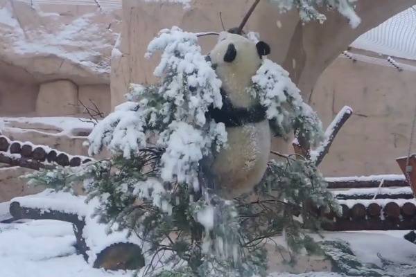 Панда в Московском зоопарке на Старый новый год устроила шоу с ёлкой