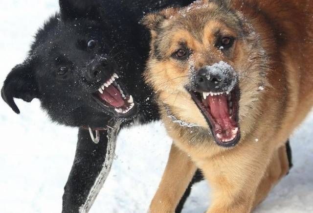 В Красноярске бродячие собаки загрызли сторожа промбазы