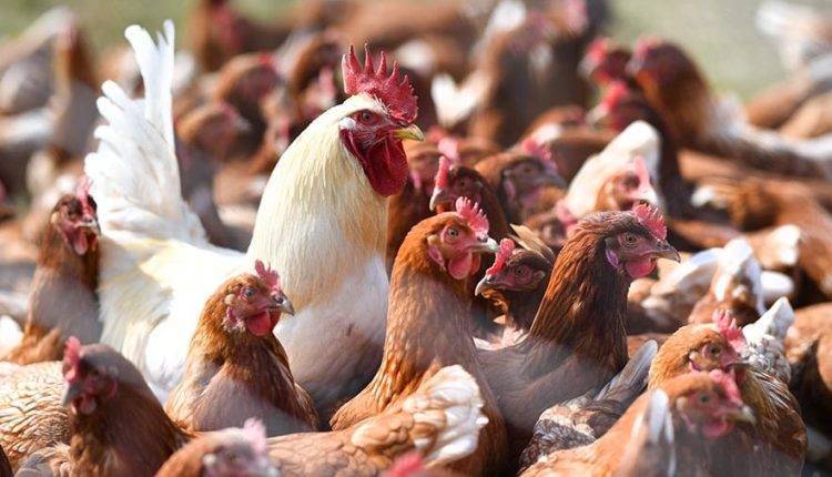 Роспотребнадзор предупредил о распространении птичьего гриппа