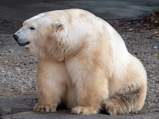 Роснефть защитит животных Арктики