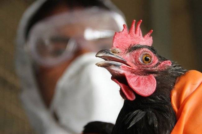 На Россию надвигается птичий грипп из Европы
