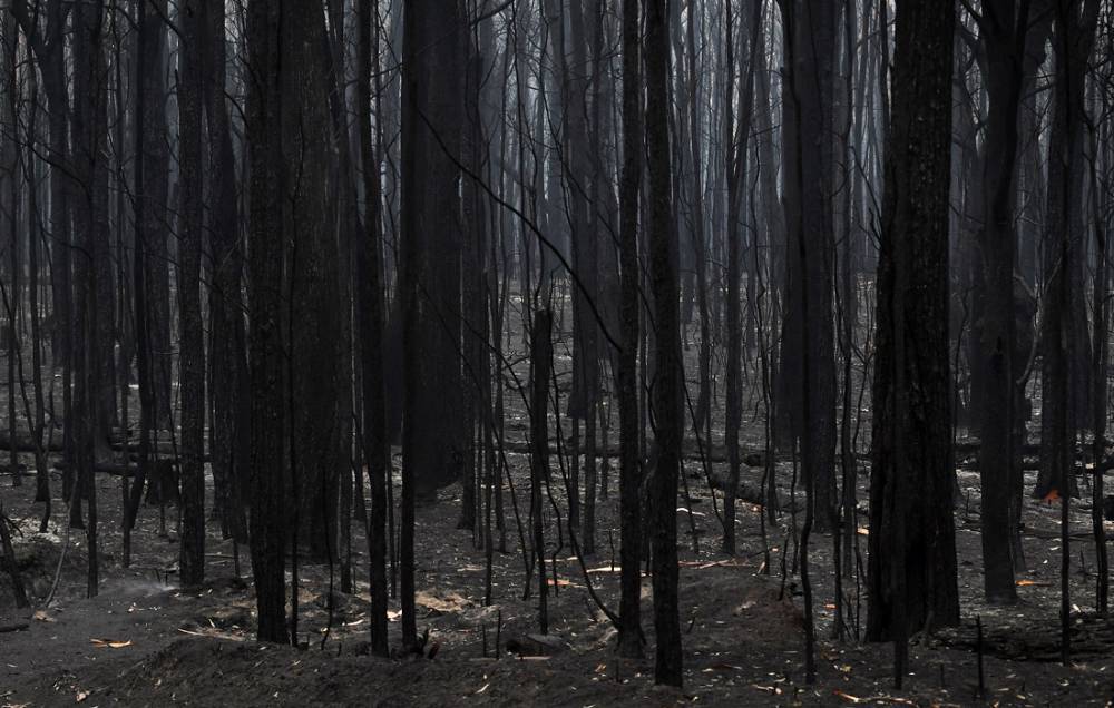 Австралии понадобится 100 лет для восстановления после лесных пожаров - Cursorinfo: главные новости Израиля