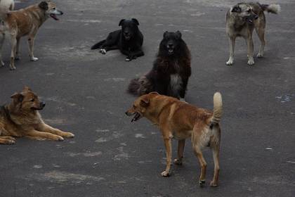 В российском городе нашли изъеденное собаками тело сторожа
