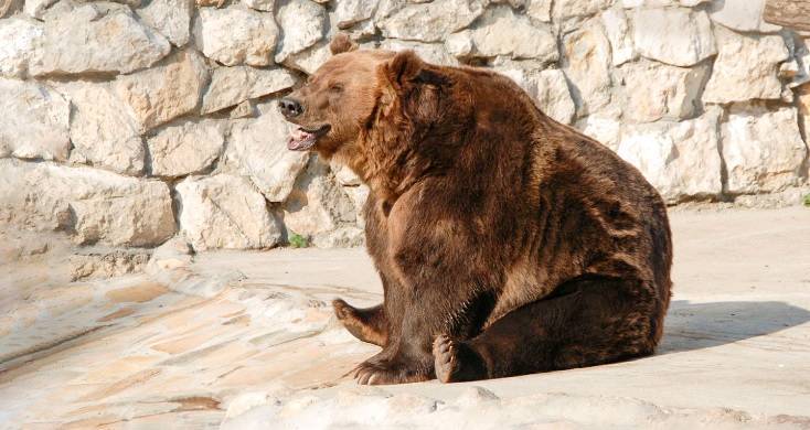 Медведи Московского зоопарка проснутся к началу марта