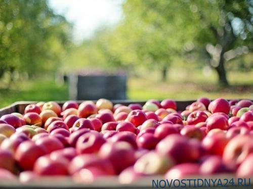 Загадка яблок: почему при небывалом урожае едим импорт
