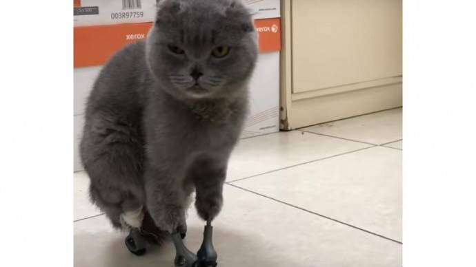 Новосибирские ветеринары удачно поставили кошке распечатанные на 3D-принтере протезы