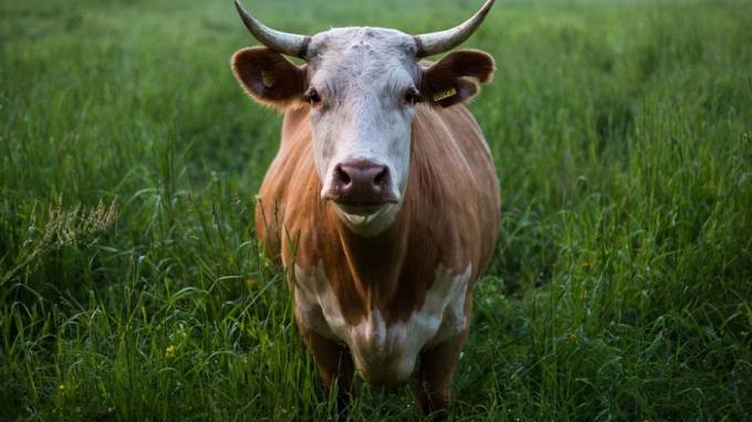 В Шушарах нашли труп рогатой коровы