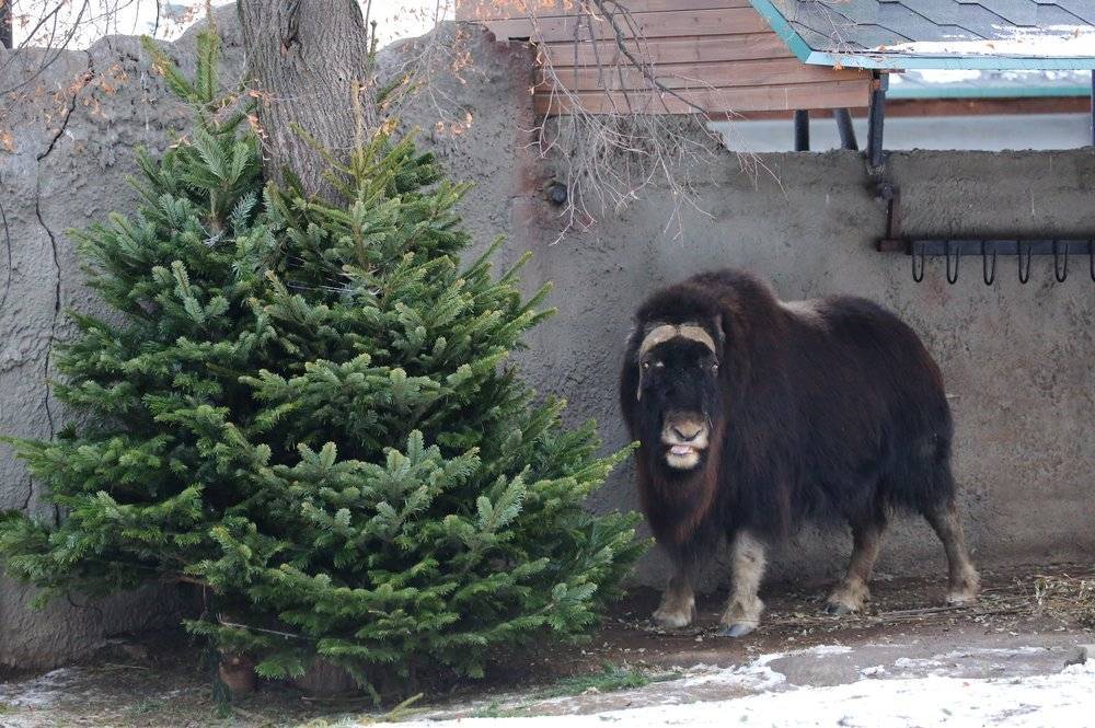 Более трех тысяч нераспроданных елок сдали в Московский зоопарк
