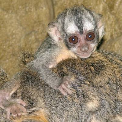 Боливийская ночная обезьяна родилась в Московском зоопарке