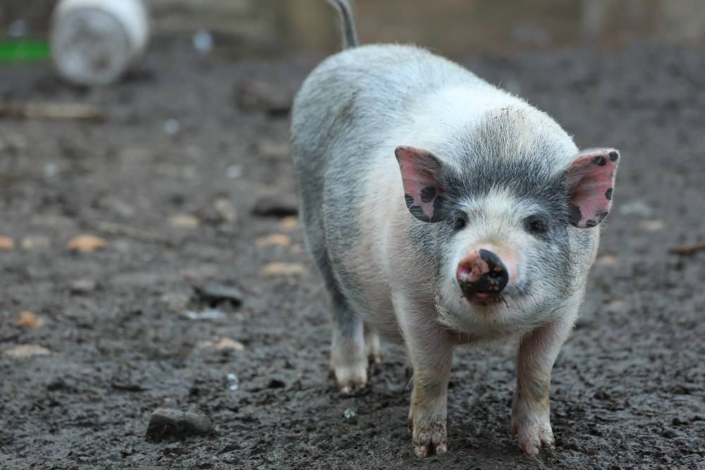 Видео падения свиньи в бассейн миллионера попало в Сеть