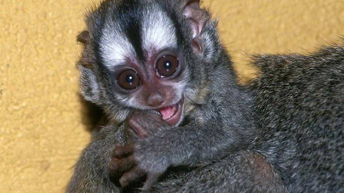 В Московском зоопарке впервые родился детеныш ночной обезьяны