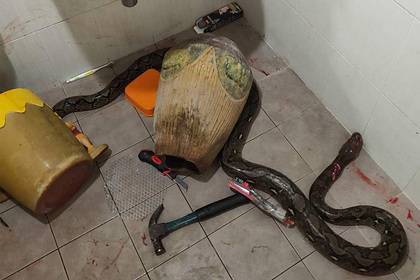 Женщина пошла в туалет и вступила в смертоносную схватку со змеей