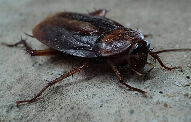 Многоквартирный дом в Приморье столкнулся с нашествием гигантских тараканов
