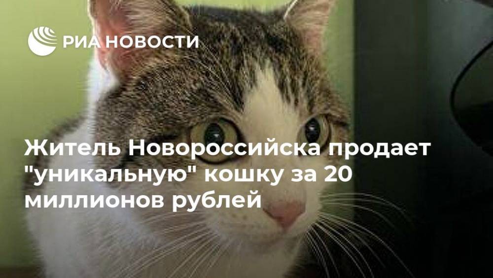 Житель Новороссийска продает "уникальную" кошку за 20 миллионов рублей