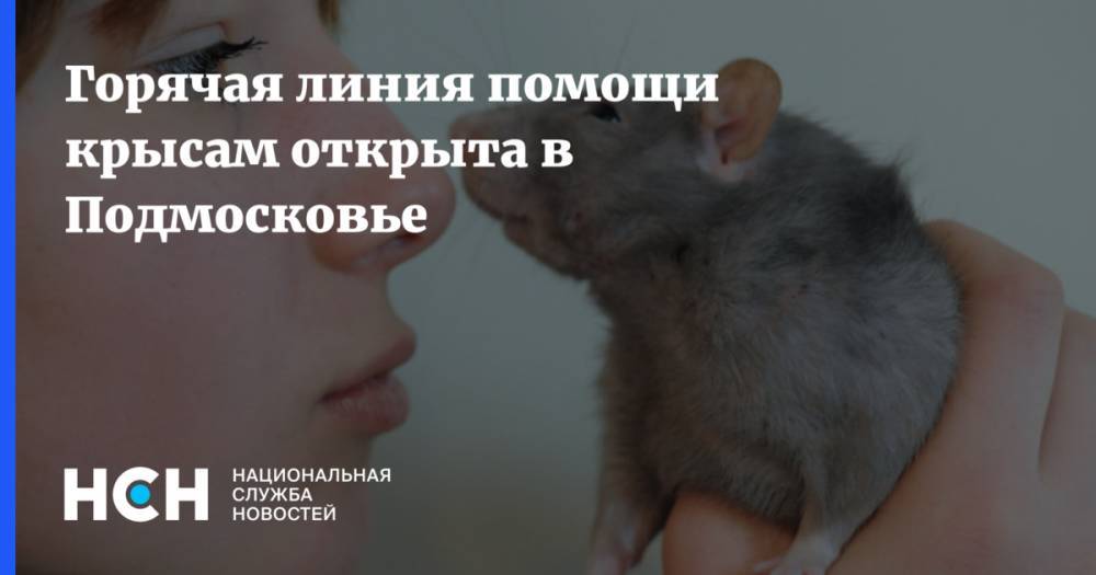 Горячая линия помощи крысам открыта в Подмосковье
