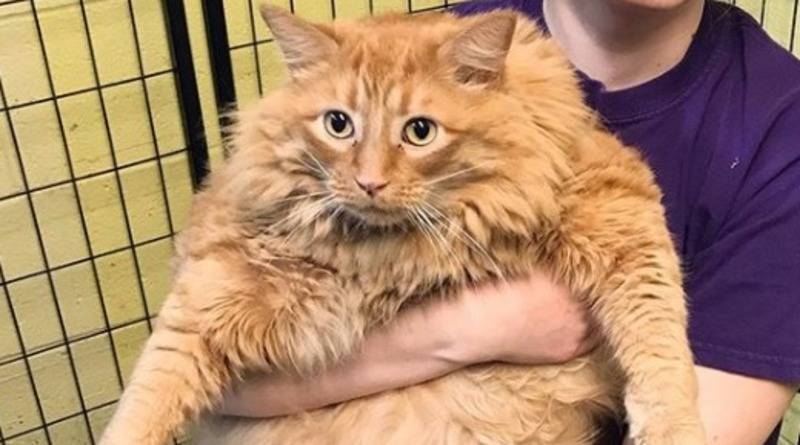 В приют для животных привезли 16-килограммового кота Базуку. Он будет худеть в приемной семье (фото)