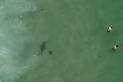 Подросток снял на видео купающихся и спас их от акулы-людоеда