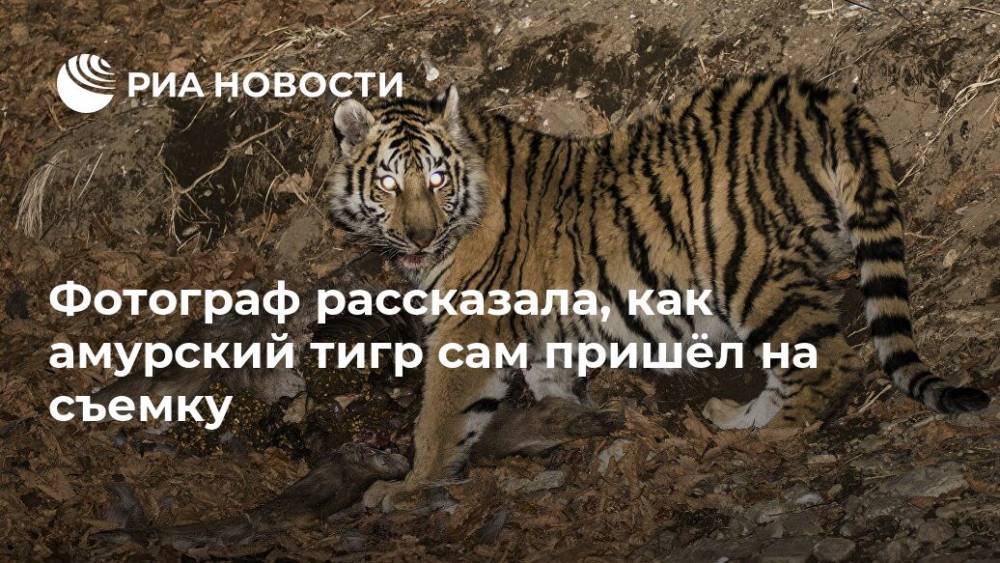 Фотограф рассказала, как амурский тигр сам пришёл на съемку