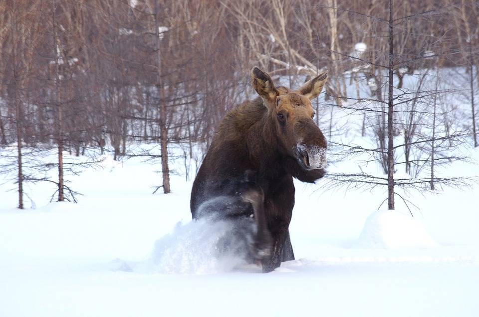 В Кузбассе задержали браконьеров с тушей убитого лося