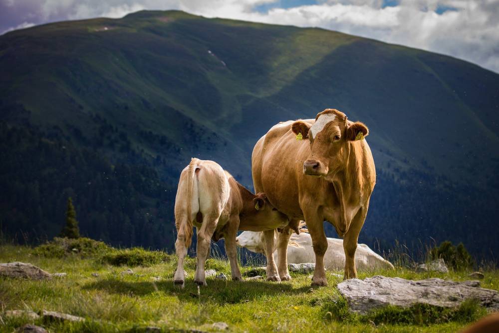 Учёные рассказали, что коровы умеют разговаривать друг с другом