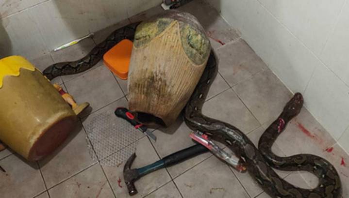 Женщина пришла в туалет, но встретила там змею и вступила с ней в схватку за жизнь