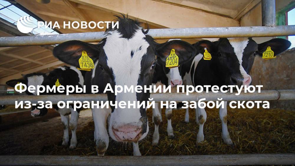 Фермеры в Армении протестуют из-за ограничений на забой скота